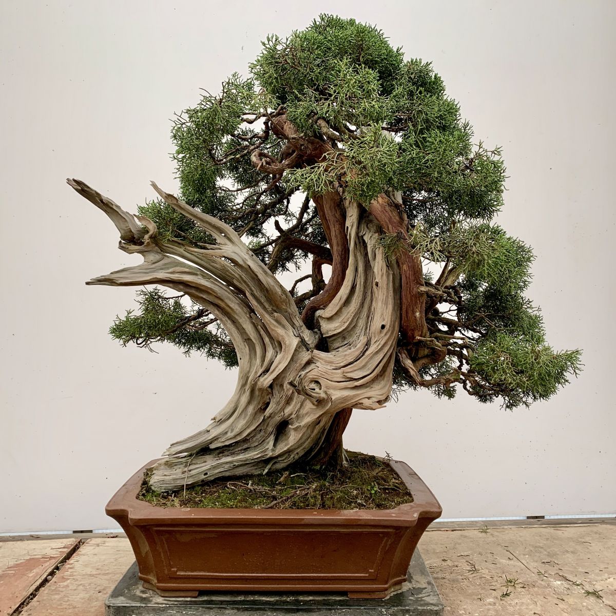About Herons Bonsai Online Bonsai Trees & Bonsai Nursery